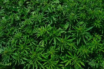 Background from marijuana plants. Hemp leaves and seeds. Legalization of marijuana, Drug factory, Industrial cultivation of cannabis.