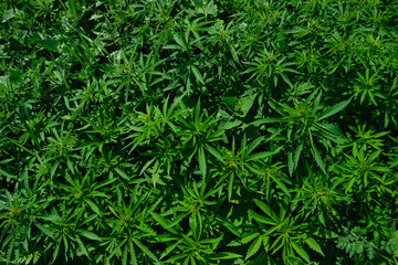 Background from marijuana plants. Hemp leaves and seeds. Legalization of marijuana, Drug factory, Industrial cultivation of cannabis.