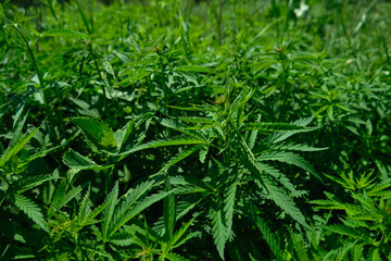 Background from marijuana plants. Hemp leaves and seeds. Legalization of marijuana, Drug factory, Industrial cultivation of cannabis.