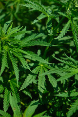 Background from marijuana plants. Hemp leaves and seeds. Legalization of marijuana, Drug factory,...