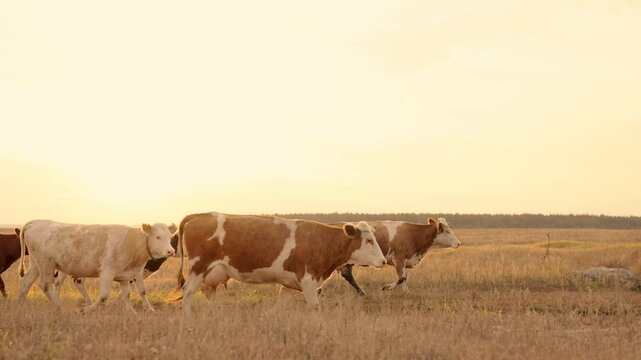 herd of cows walk across the field at sunset in the sky, farming, cattle in farmland at dawn, raising livestock for beef meat, obtaining milk from the udder, mammary glands for making dairy products.
