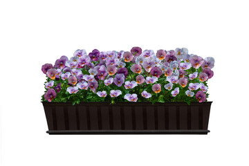 pansy flowers or violas in flowerpot isolated on white background