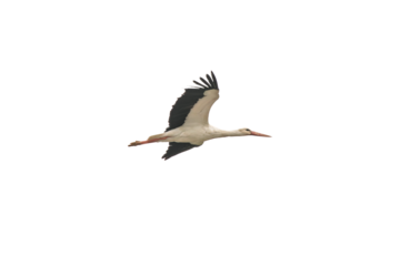 Stork (Ciconia ciconia) in png format. Bird, animal on transparent background. Ornithology. Alone stork.