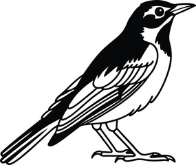 Realistic Robin Outline Vector Illustration  
