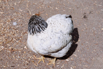 Speckled Chicken Outdoors in a Natural Rural Farmyard Setting