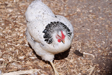 A close-up view of a white chicken with black neck feathers, walking on an earthy, rustic ground.