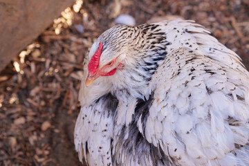White chicken with black speckles standing on a rustic, earthy background, under natural lighting in an open setting. chicken portrays calmness while its vibrant red comb adds a striking contrast.