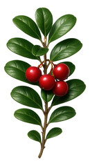 Alpine bearberry with leathery, oval leaves and bright red berries