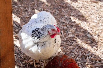 White Chicken with Black Patterns Standing on Bark Litter
