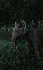 elephan in yala national park, sri lanka 