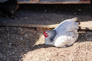White Chicken Relaxing in a Sunny Farmyard Spot with Natural Shadows