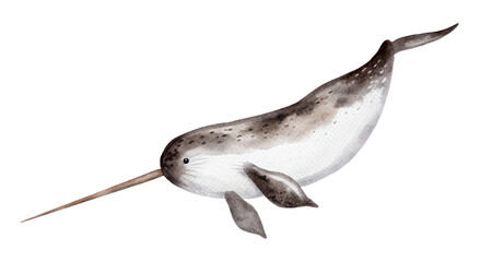 Watercolor illustration of a narwhal with a long tusk on a deep colored canvas space on transparent background. © beyouenked