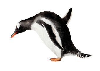 Watercolor illustration of a penguin looking down with its head angled towards the ground on transparent background.