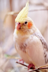 Bird pets. White Grey Yellow Corella Parrot (Nymphicus hollandicus).