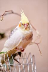 Bird pets. White Grey Yellow Corella Parrot (Nymphicus hollandicus).
