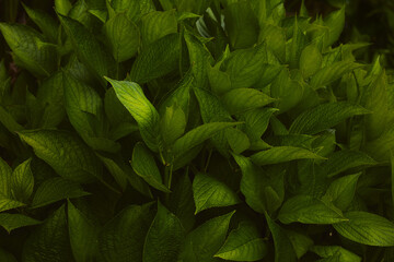Full frame background of lush green leaves, showcasing rich texture and vibrant natural patterns in...