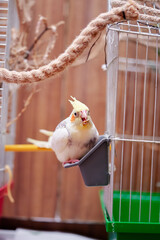 Bird pets. White Grey Yellow Corella Parrot (Nymphicus hollandicus).