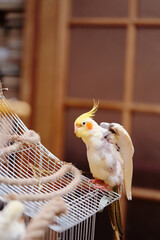 Bird pets. White Grey Yellow Corella Parrot (Nymphicus hollandicus).