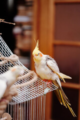 Bird pets. White Grey Yellow Corella Parrot (Nymphicus hollandicus).