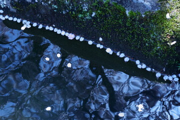 川岸の水面に並ぶ桜の散り花