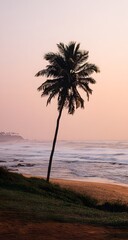 Serene Coastal View with a Solitary Palm