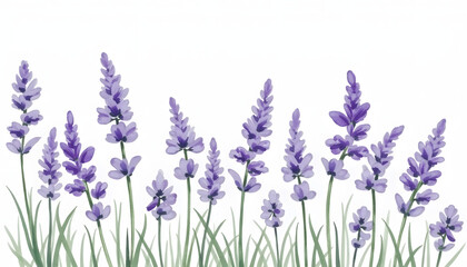 Naklejka premium Delicate purple lavender flowers in a row. Represents nature, tranquility, aromatherapy, or soothing beauty. Serene and elegant.