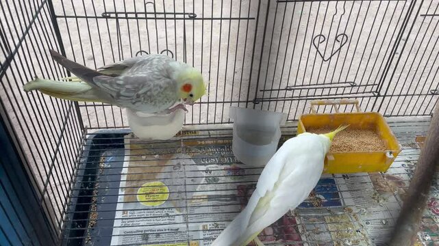 Pair of Cockatiels Inside Birdcage Eating and Resting