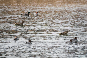 swimming mallard ducks on the river in winter