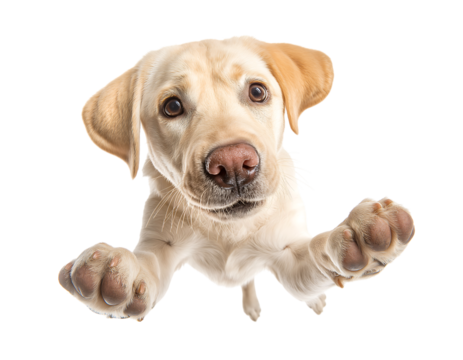 Cute Puppy Labrador Retriever dog jumping up isolated on a transparent background
