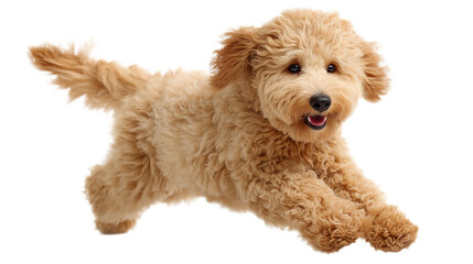 Realistic Poodle Dog Photoshoot Black Yellow Fur