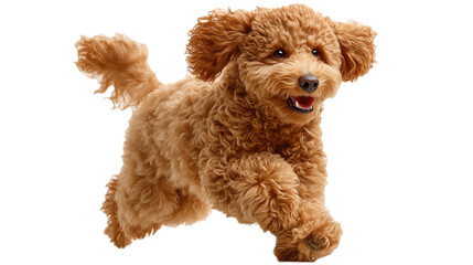 Realistic Poodle Dog Photoshoot Black Yellow Fur