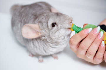 Adorable Gray Chinchilla Eating from a Feeder Held by Hand