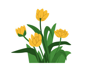 Flowers with leaves, tulip blossoms. Blooming garden plants, stems and leaf. Spring floral buds with beautiful gorgeous gentle petals. Botanical flat vector illustration isolated on white background