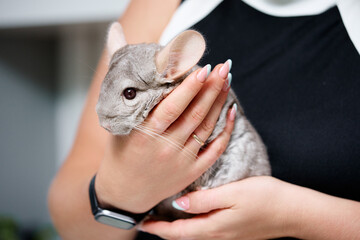 Person Holding a Cute Chinchilla Pet in Their Hands