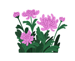 Chrysanthemum flower blossoms with leaves. Showy lush Japanese chrysanths growing. Gorgeous gentle blooming garden buds, delicate spring plants. Flat vector illustration isolated on white background