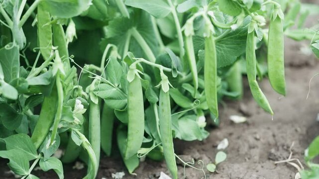 green peas in pods in the field close-up. selective focus