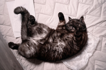 A cute black cat is resting peacefully on its back on a quilted blanket, exuding warmth and...