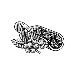 Black and white woodcut-style vector illustration of coffee beans in a wooden scoop with coffee cherries and leaves.