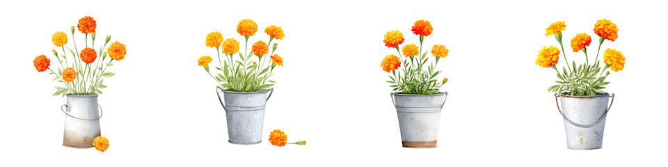 Fototapeta premium Watercolor Marigold Flowers in Buckets Set Isolated on White Background