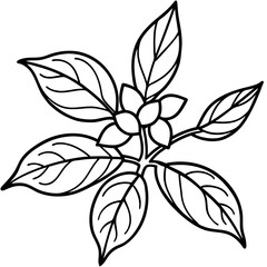 Ashwagandha line art vector