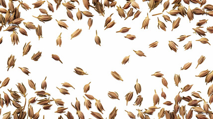 Dried flower seeds scattered on white background