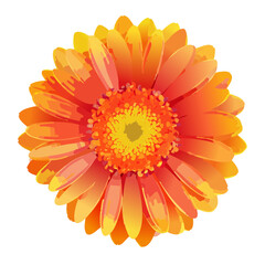 Radiant Orange Gerbera Daisy on Black Background