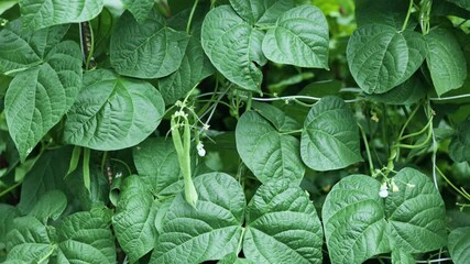 Cowpea. field peas black eyed peas. Long green beans. legumes plant farming harvesting agriculture bean in the garden.