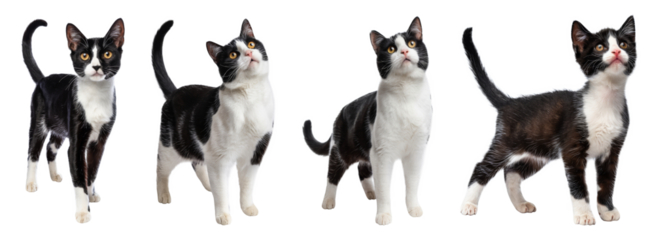 tuxedo cat poses isolated on transparent background.