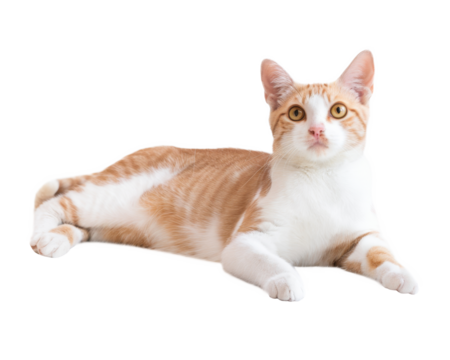 orange and white cat lying down on transparent background - Powered by Adobe