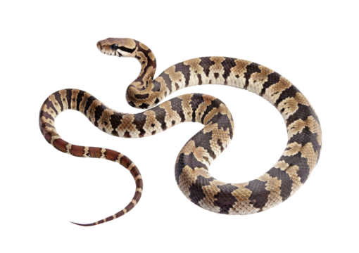 texas ratsnake isolated on white background