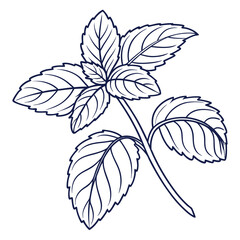 Botanical Elegance: A detailed botanical sketch showcases a sprig of lush green mint, its leaves perfectly rendered to highlight the fresh, aromatic essence. 