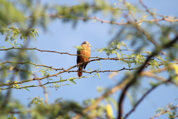 Large Jungle Babbler