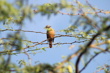Large Jungle Babbler