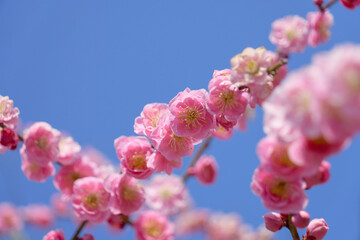 快晴の青空とピンク色の梅の花